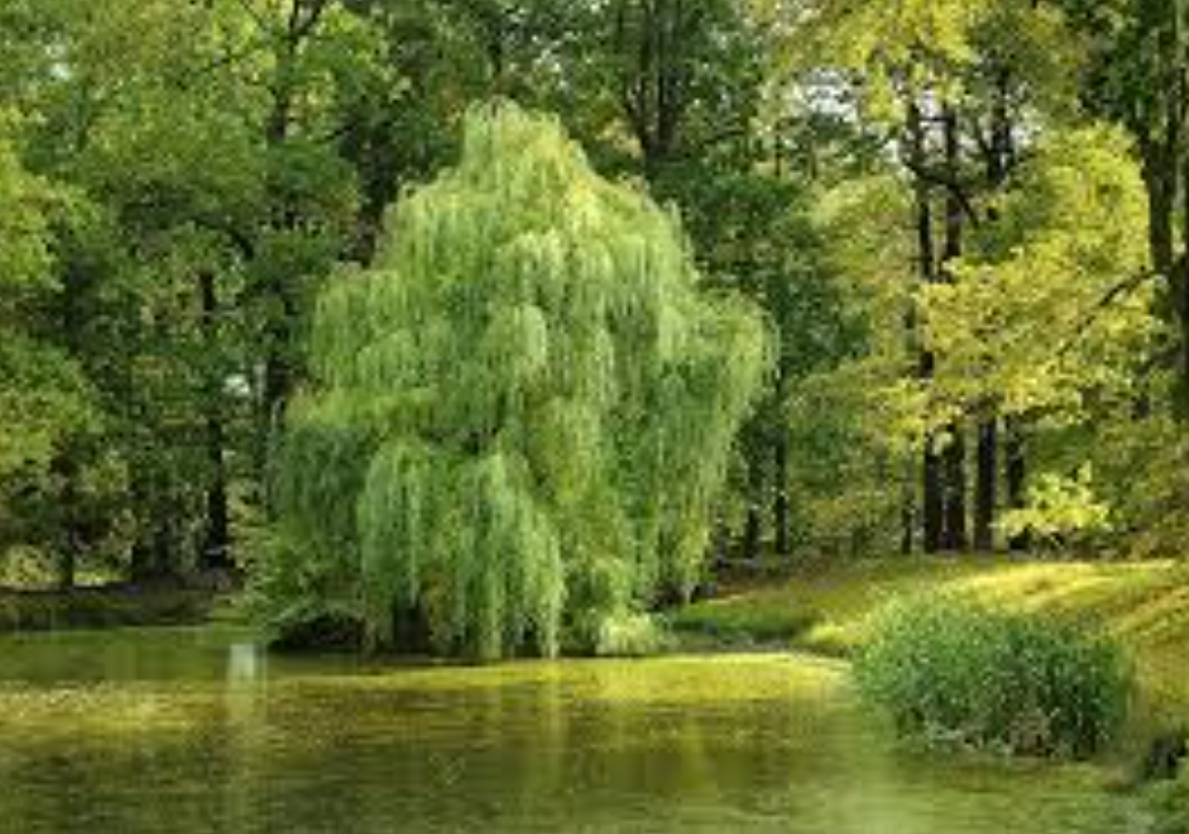 왜 진통 해열제는 천연 파이토스피린을 먹어야하는가?